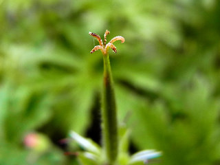 Geranium sylvaticum