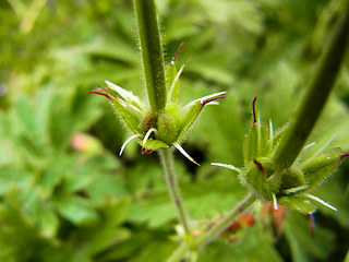 Geranium sylvaticum