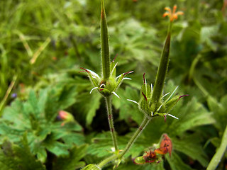 Geranium sylvaticum