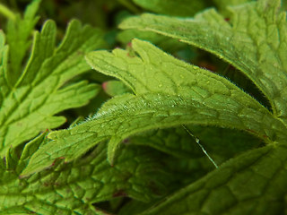 Geranium sylvaticum