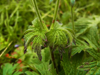 Geranium sylvaticum