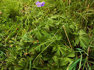 Geranium sylvaticum