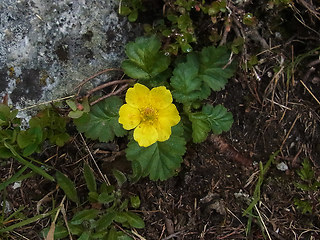 Geum montanum