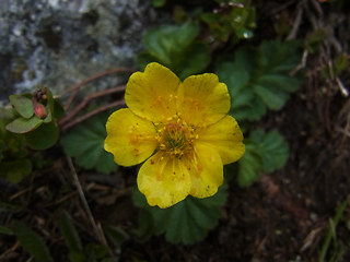 Geum montanum