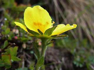 Geum montanum