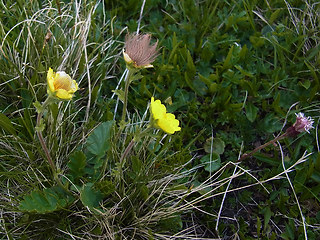 Geum montanum