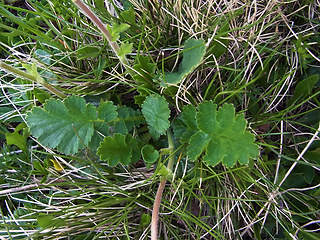 Geum montanum