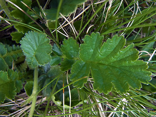 Geum montanum