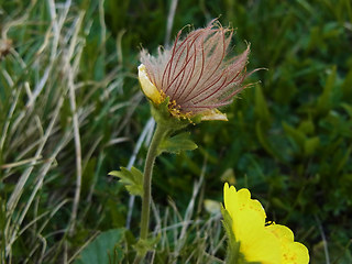 Geum montanum