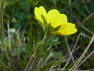 Geum montanum