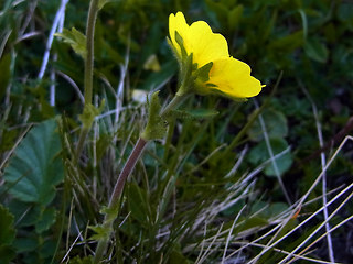 Geum montanum