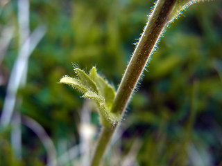 Geum montanum