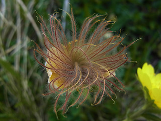 Geum montanum