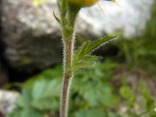 Geum montanum