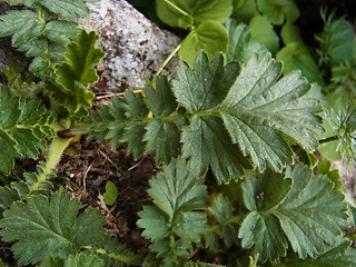 Geum montanum