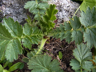 Geum montanum