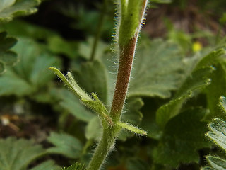 Geum montanum