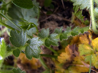 Geum montanum