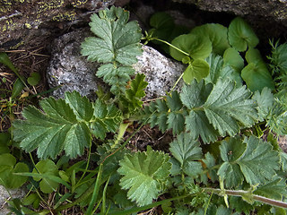 Geum montanum