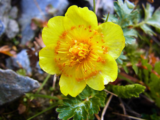 Geum reptans