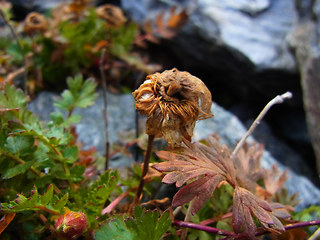 Geum reptans