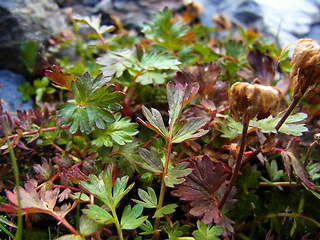 Geum reptans