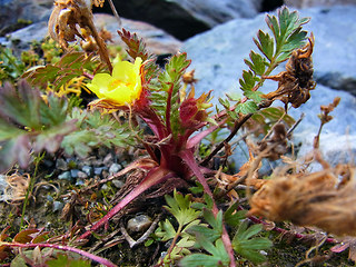 Geum reptans