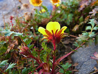 Geum reptans