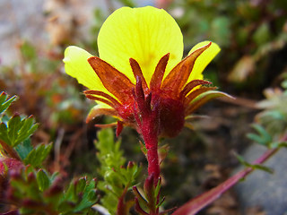 Geum reptans