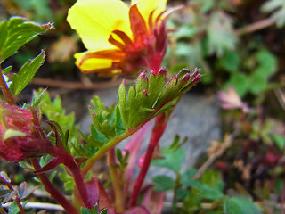 Geum reptans