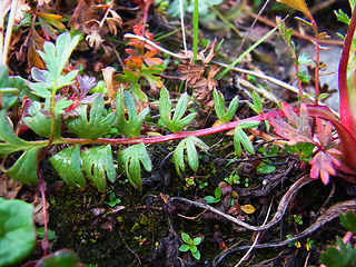 Geum reptans