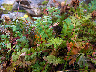 Geum reptans