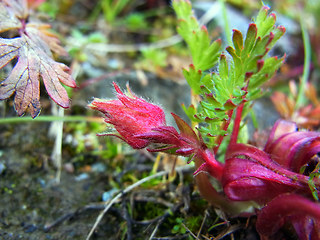 Geum reptans