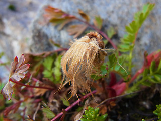 Geum reptans