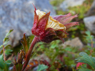 Geum reptans