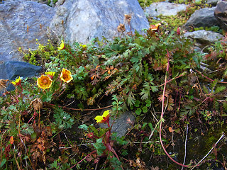 Geum reptans