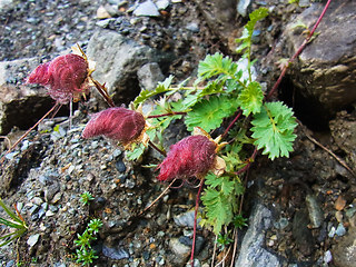 Geum reptans