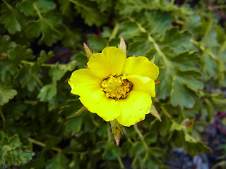 Geum reptans