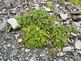 Geum reptans