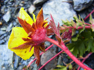 Geum reptans