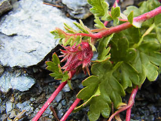 Geum reptans