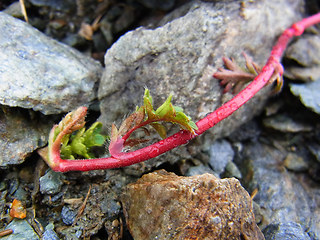 Geum reptans