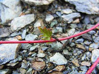 Geum reptans