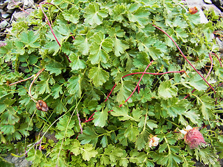 Geum reptans