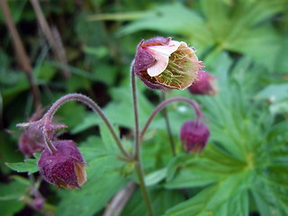 Geum rivale