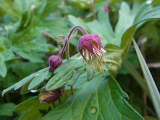 Geum rivale