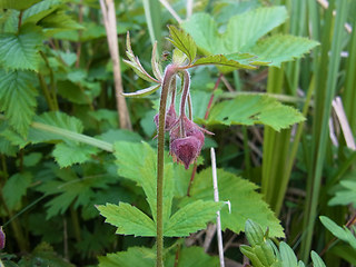 Geum rivale