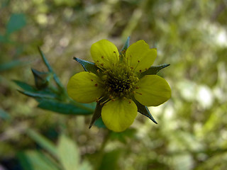 Geum urbanum