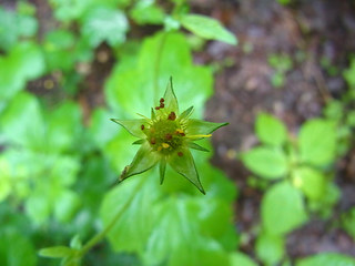 Geum urbanum