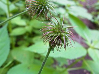 Geum urbanum